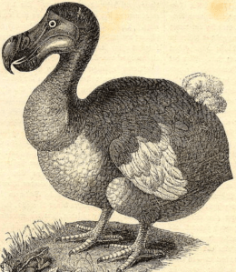 Dodo Bird
